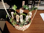 七草寄植え
