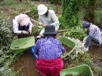 ハーブガーデンでの作業の様子 ハーブガーデンでの作業の様子