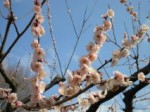 紅梅（H22.3.12)