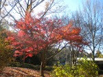 紅葉の様子（Ｈ22.12.4）