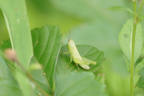 7 15 火 泉の森自然情報 赤ちゃんバッタと水辺の草花 自然観察センター やまとナビ Navi 神奈川県大和市のスポーツ よか みどり情報サイト