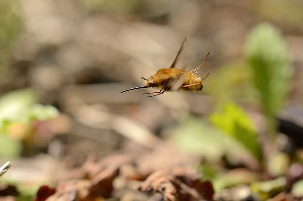 16 4 6 水 泉の森自然情報 かわいいビロウドツリアブ 自然観察センター やまとナビ Navi 神奈川県大和市のスポーツ よか みどり情報サイト