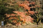 泉の森観察会⑦