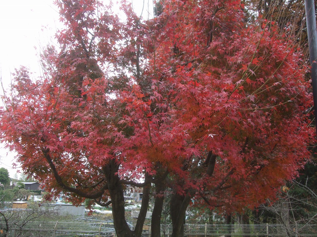 17 11 30 木 イロハモミジが紅葉しています 郷土民家園 やまとナビ Navi 神奈川県大和市のスポーツ よか みどり情報サイト