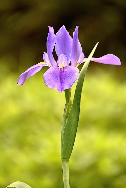 泉の森 アヤメ カキツバタ開花情報 18年 自然観察センター やまとナビ Navi 神奈川県大和市のスポーツ よか みどり情報サイト