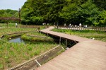 泉の森の沿革