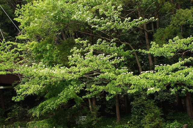 5 8 火 泉の森 自然情報 白い花 やまとナビ Navi 神奈川県大和市のスポーツ よか みどり情報サイト 5 8 火 泉の森 自然情報 白い花 やまとナビ Navi 神奈川県大和市のスポーツ よか みどり情報サイト