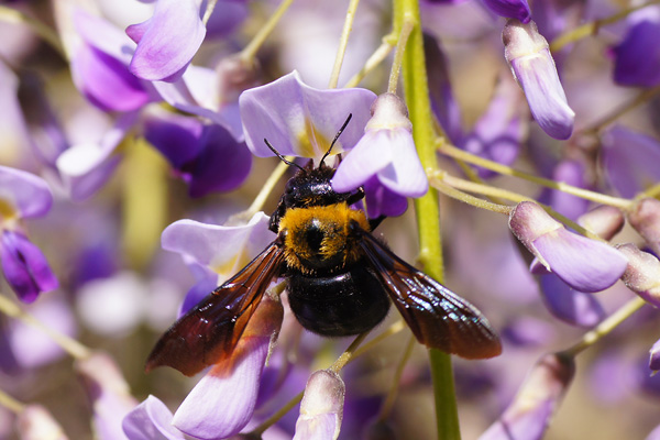 4 14 日 泉の森自然情報 民家園のフジとクマバチ 自然観察センター やまとナビ Navi 神奈川県大和市のスポーツ よか みどり情報サイト
