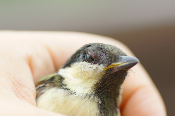 6 6 木 泉の森自然情報 鳥のヒナ 自然観察センター やまとナビ Navi 神奈川県大和市のスポーツ よか みどり情報サイト