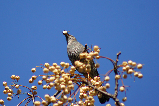 1 29 水 泉の森自然情報 センダンにムクドリ 自然観察センター やまとナビ Navi 神奈川県大和市のスポーツ よか みどり情報サイト 1 29 水 泉の森自然情報 センダンにムクドリ 自然観察センター やまとナビ Navi 神奈川県大和市のスポーツ よか みどり情報サイト