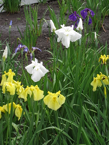 ハナショウブ開花情報 5 29 7 2 終了 自然観察センター やまとナビ Navi 神奈川県大和市のスポーツ よか みどり情報サイト