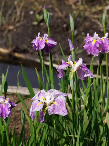 ハナショウブ開花情報 5 29 7 2 終了 自然観察センター やまとナビ Navi 神奈川県大和市のスポーツ よか みどり情報サイト