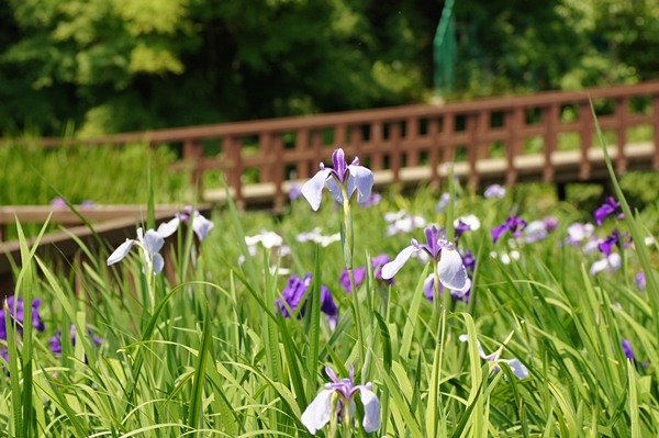ハナショウブ開花情報 5 29 7 2 終了 自然観察センター やまとナビ Navi 神奈川県大和市のスポーツ よか みどり情報サイト
