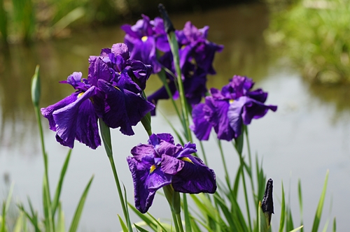 ハナショウブ開花情報 5 29 7 2 終了 自然観察センター やまとナビ Navi 神奈川県大和市のスポーツ よか みどり情報サイト