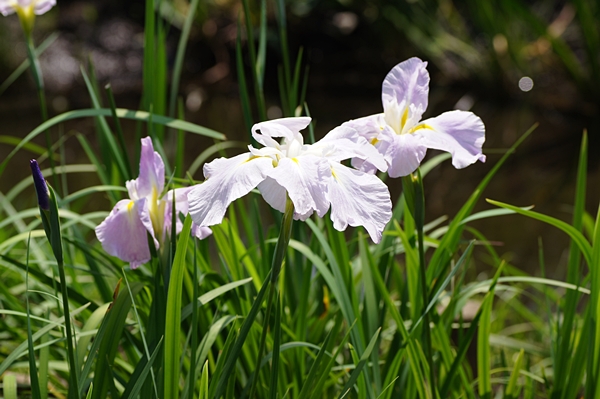 ハナショウブ開花情報 5 29 7 2 終了 自然観察センター やまとナビ Navi 神奈川県大和市のスポーツ よか みどり情報サイト