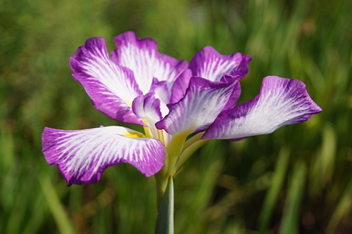 ハナショウブ開花情報 5 29 7 2 終了 自然観察センター やまとナビ Navi 神奈川県大和市のスポーツ よか みどり情報サイト