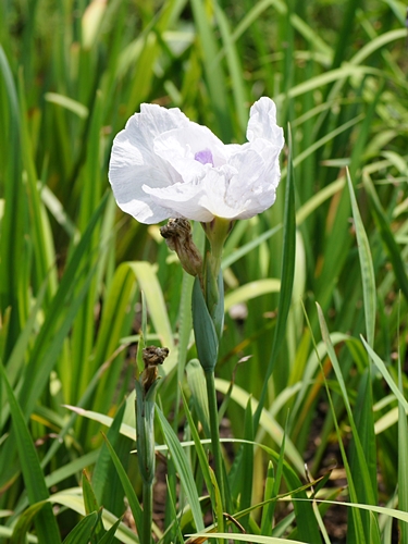 ハナショウブ開花情報 5 29 7 2 終了 自然観察センター やまとナビ Navi 神奈川県大和市のスポーツ よか みどり情報サイト