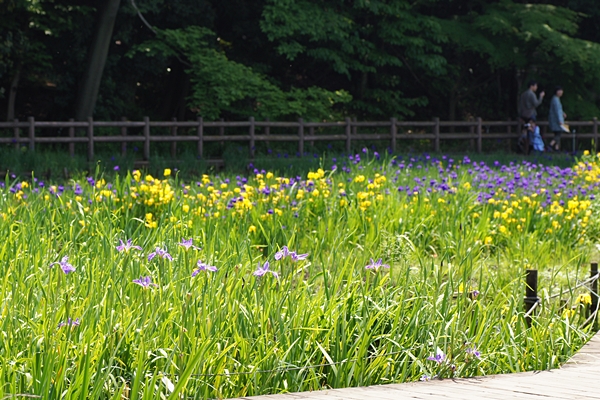20150510 アヤメとカキツバタ