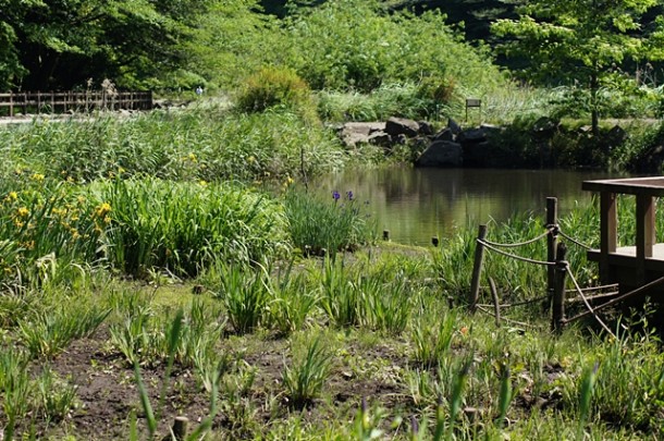 20150513 アヤメと水辺