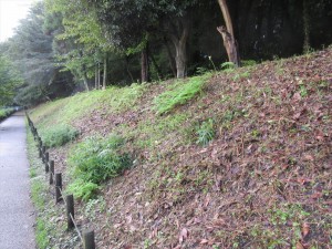 ヒガンバナ斜面(北側から撮影)