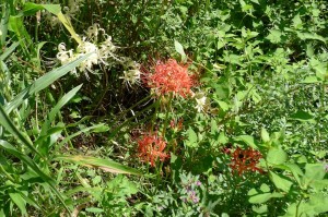 湿生植物園のヒガンバナ