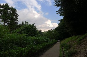 ヒガンバナ群生地と久しぶりの青空