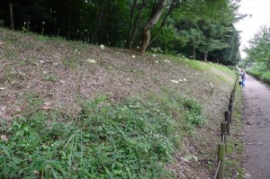 ヒガンバナ群生地(南側から撮影)