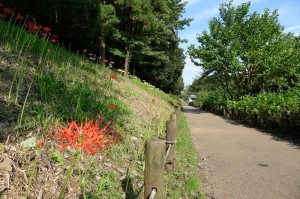 南側から見たヒガンバナ群生地①