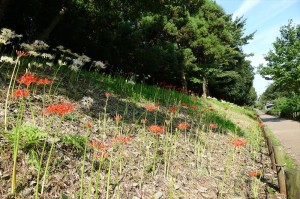南側から見たヒガンバナ群生地②