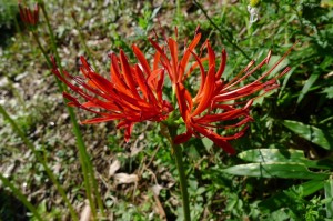 つぼみから開いたばかりの花
