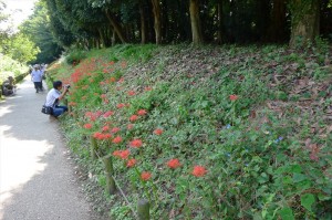ヒガンバナ群生地(北側①)