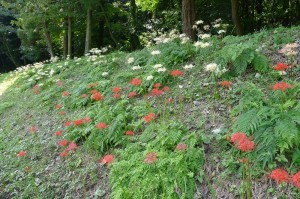 ヒガンバナ群生地(北側②)