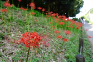 ヒガンバナ群生地(北側③)