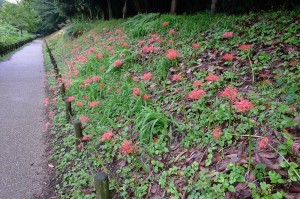 ヒガンバナ群生地(北側)