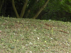 ヒガンバナ群生地(9月3日)