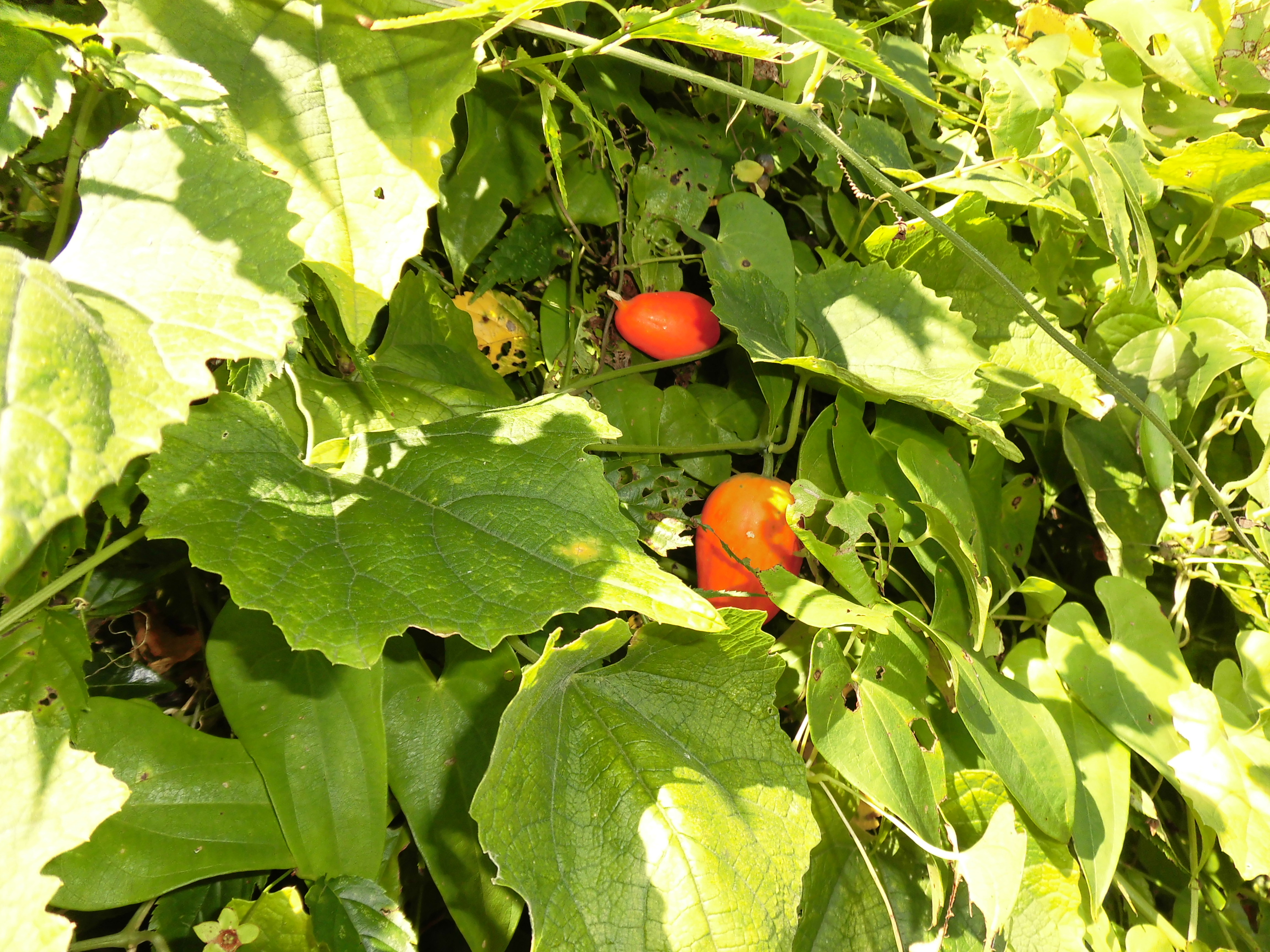 15 10 18 日 泉の森自然情報 私を見つけて 自然観察センター やまとナビ Navi 神奈川県大和市のスポーツ よか みどり情報サイト