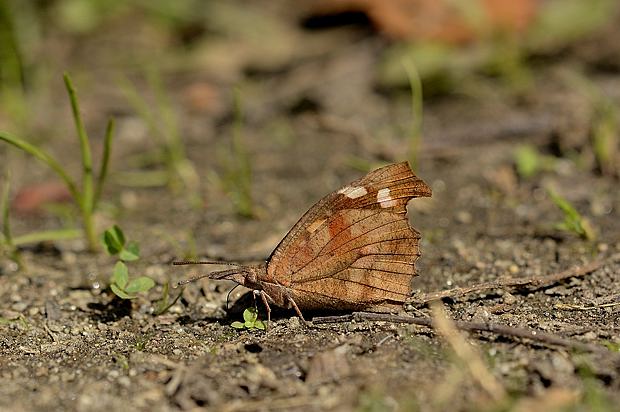 15 11 6 金 泉の森自然情報 成虫で冬越しする蝶たち 自然観察センター やまとナビ Navi 神奈川県大和市のスポーツ よか みどり情報サイト 15 11 6 金 泉の森自然情報 成虫で冬越しする蝶たち 自然観察センター やまとナビ Navi 神奈川県大和市のスポーツ よか みどり情報サイト