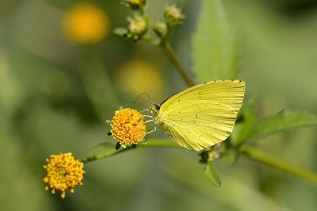 2015/11/6(金)泉の森自然情報～成虫で冬越しする蝶たち～【自然観察 