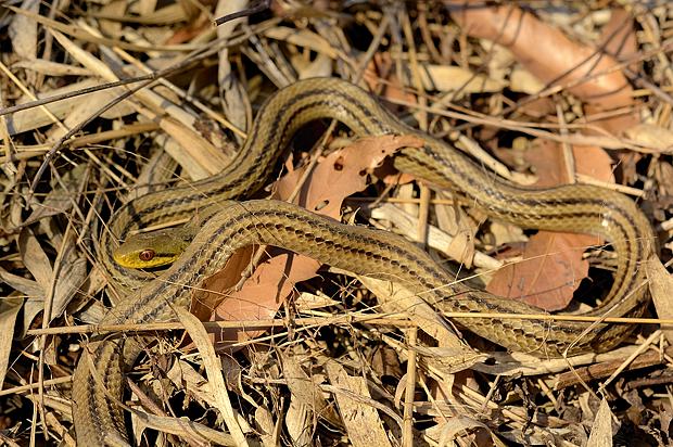 15 12 26 土 泉の森自然情報 クリスマスにシマヘビ 自然観察センター やまとナビ Navi 神奈川県大和市のスポーツ よか みどり情報サイト