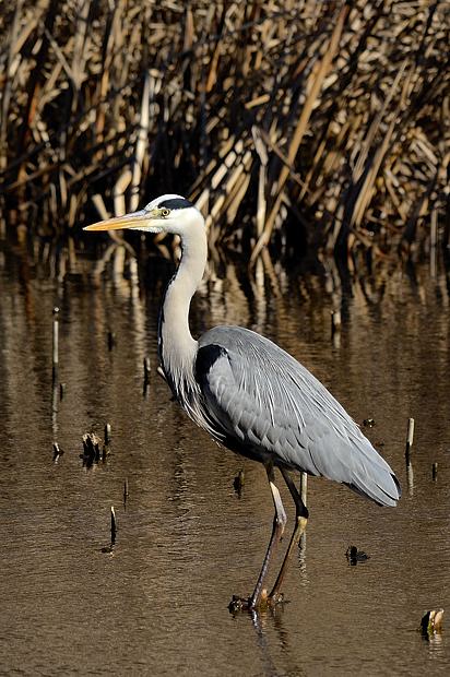 16 1 6 水 泉の森自然情報 泉の森最大の鳥 アオサギ 自然観察センター やまとナビ Navi 神奈川県大和市のスポーツ よか みどり情報サイト