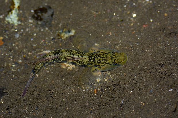 2016/2/16(火)泉の森自然情報～泉の森の魚たち～【自然観察センター 