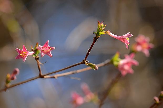 16 3 5 土 泉の森自然情報 春の花木 自然観察センター やまとナビ Navi 神奈川県大和市のスポーツ よか みどり情報サイト