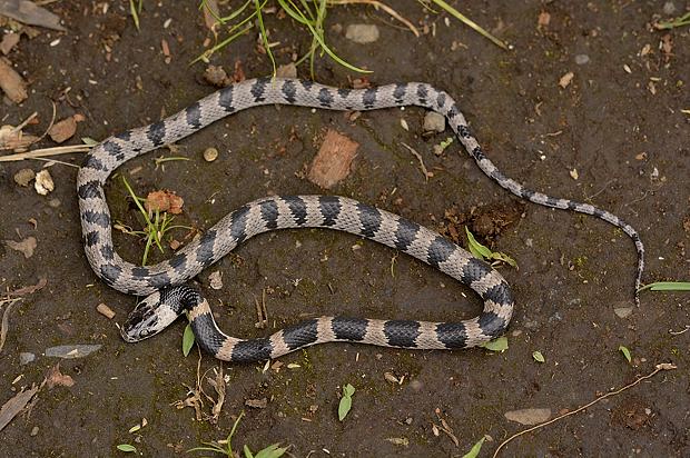 16 5 21 土 泉の森自然情報 珍蛇発見 自然観察センター やまとナビ Navi 神奈川県大和市のスポーツ よか みどり情報サイト