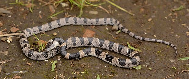 16 5 21 土 泉の森自然情報 珍蛇発見 自然観察センター やまとナビ Navi 神奈川県大和市のスポーツ よか みどり情報サイト