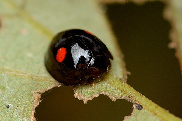 16 11 16 水 泉の森自然情報 秋のテントウムシたち 自然観察センター やまとナビ Navi 神奈川県大和市のスポーツ よか みどり情報サイト