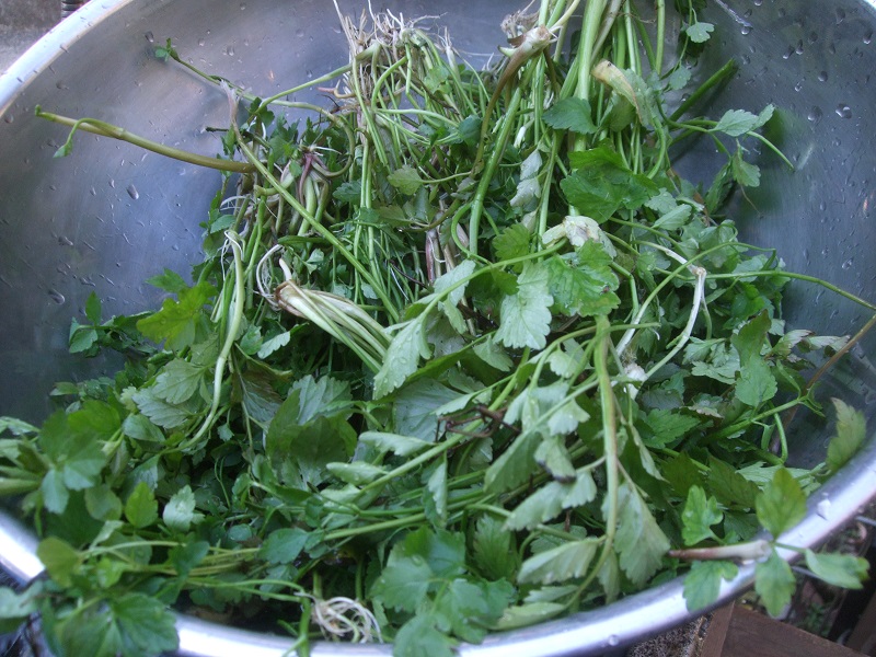 1/7（土） 初春の七草粥を開催しました 【郷土民家園】  やまとナビ 