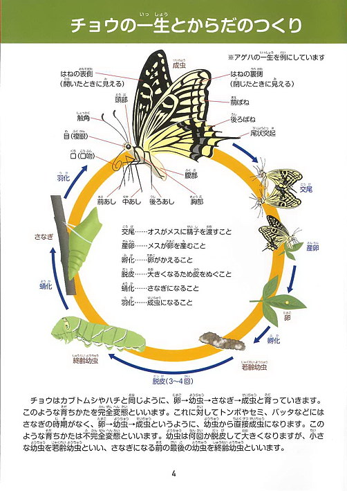 大和の自然ハンドブック チョウ 配布中 自然観察センター やまとナビ Navi 神奈川県大和市のスポーツ よか みどり情報サイト 大和の自然ハンドブック チョウ 配布中 自然観察センター やまとナビ Navi 神奈川県大和市のスポーツ よか みどり情報サイト