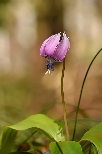 18 3 15 木 泉の森自然情報 春の花さがし 自然観察センター やまとナビ Navi 神奈川県大和市のスポーツ よか みどり情報サイト