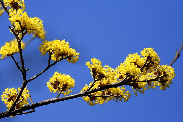 18 3 15 木 泉の森自然情報 春の花さがし 自然観察センター やまとナビ Navi 神奈川県大和市のスポーツ よか みどり情報サイト 18 3 15 木 泉の森自然情報 春の花さがし 自然観察センター やまとナビ Navi 神奈川県大和市のスポーツ よか みどり情報サイト