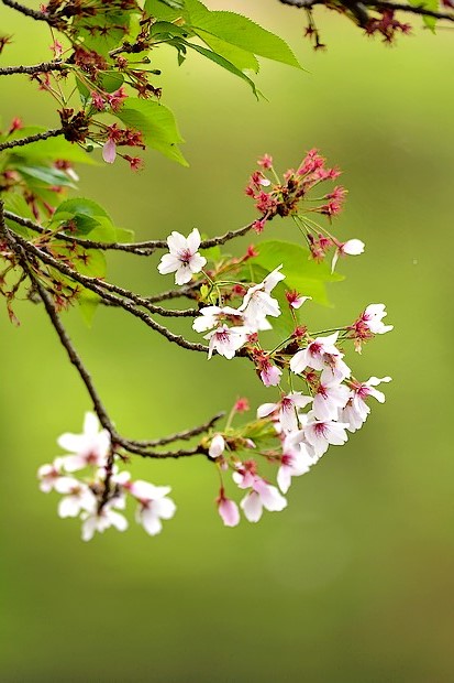 泉の森 サクラ開花情報 2018年 自然観察センター やまとナビ Navi 神奈川県大和市のスポーツ よか みどり情報サイト